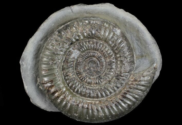 Dactylioceras Ammonite Stand Up - England #68157